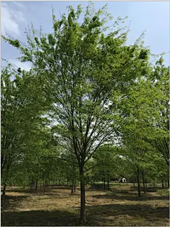 白榆树-花瓣网