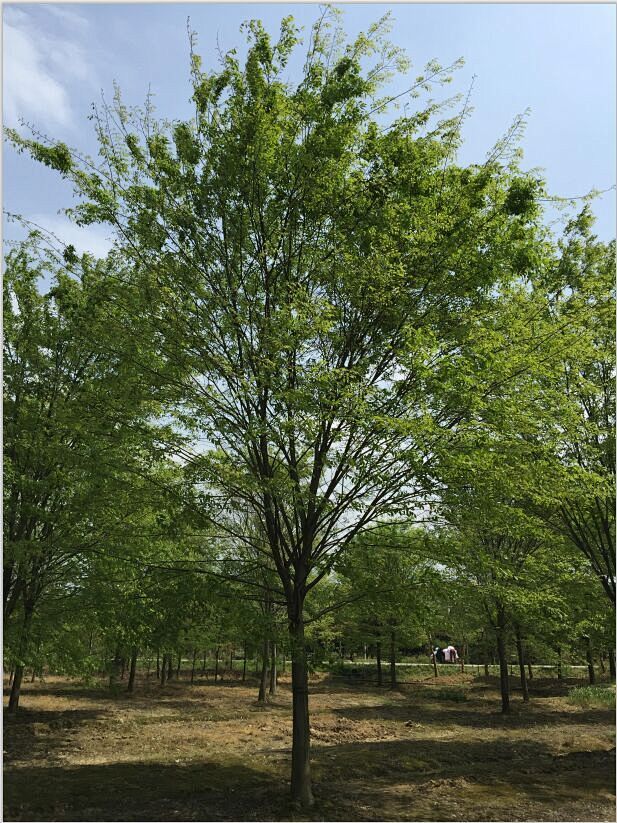 榉树