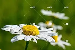 玛格丽特 免费壁纸 自然 美丽的花朵 Mac壁纸 自由背景 花壁纸