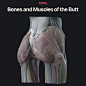 Bones and Muscles of the Butt