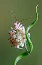 Spiny Flower mantis by Yvonne Späne -Larva of the Spiny Flower Mantis (Pseudocreobotra wahlbergii) in its 5th instar.