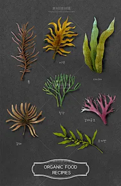 什锦青菜餐饮海鲜美食食材佐料美食手绘插图插画设计PSD格式