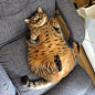 一只名叫 Manggo 的胖猫
（IG / bo_mang_co） ​​​​