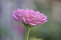 京田海子a采集到花花世界【植物】