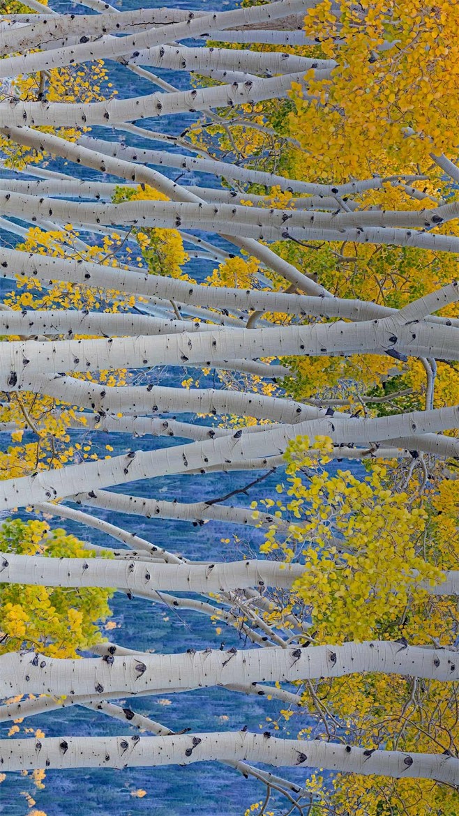 鱼湖国家森林中的美洲山杨，犹他州 (© ...