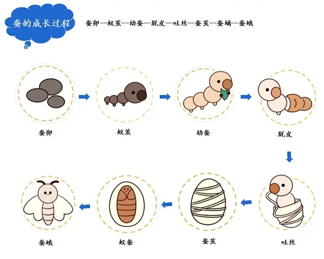 蚕宝宝的成长过程-花瓣网
