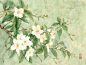 茉莉花