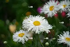 雏菊 花朵 洋甘菊 花瓣 美丽的花朵 白色的花瓣 盛开 花壁纸