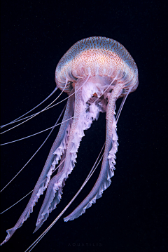 画画的九彩鱼采集到海洋生物