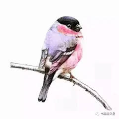 彩铅画出来的漂亮小鸟