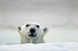 Polar Bear Photography – Fubiz™