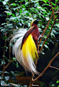 巴布亚新几内亚国鸟：红羽天堂鸟 