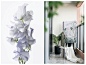【新提醒】柯翊 · 大朴：以花之名，诠释家的温度-室内设计-拓者设计吧