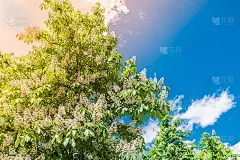 盛开的栗子是基辅城市的象征