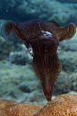 Caribbean Reef Squid (Sepioteuthis sepioidea) by Kevin Bryant, DMD