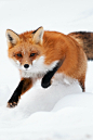 Red Fox Running in Snow by Alex Mody