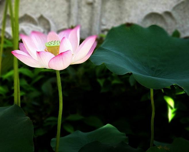 月荷花  #采集大赛# - 你我觅 - ...