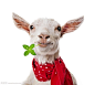 围红围巾的小羊羔