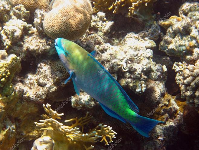 热带鱼和红海珊瑚礁