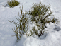 雪,植物,绿色,寒冷,波兰,环境,霜,天气,草,背景