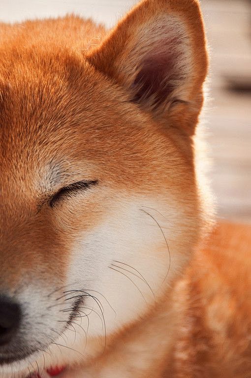 Japanese Shiba dog 柴...