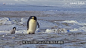 南极最惊人的谜团，动物界最纯的爷们！皇帝企鹅到底经历了什么？【老肉杂谈】_哔哩哔哩_bilibili