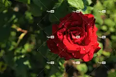 玫瑰 春天 花壁纸 红色 自然 花 浪漫的 爱 玫瑰花 植物群