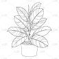 媒介轮廓装饰性室内植物榕树，弹性或橡胶植物盆栽孤立在白色背景上。室内榕树在轮廓风格与华丽的叶黑色夏季