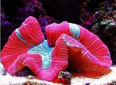脑珊瑚.jpg