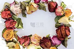 花蕾，花瓣，叶子，白纸背景，阳光和阴影。平铺节日花сoncept的节日、贺卡。副本的空间。