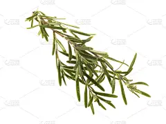 新鲜鲜嫩的迷迭香