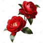植物通用实景红色山茶花花朵元素素材