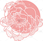 peony pink