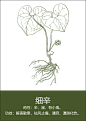 中药材插画