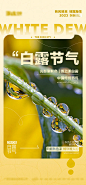 白露节气海报