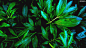 General 2560x1440 nature green leaves shadow plants