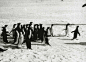 Photograph (Cinematograph Film) entitled 'With Captain Scott [Royal Navy] to the South Pole (British Antarctic Expedition)'. 'Group of Penguins No 2' c. 1911 by Herbert Ponting (1870-1935).
