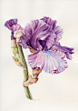 Iris 'Cantina' : Botanical Illustration of 'Iridaceae'