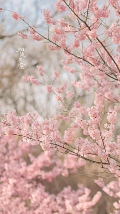 『沉眠』采集到sakura