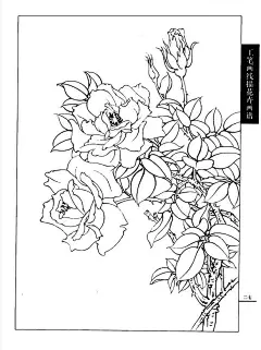 工笔画线描花卉画谱（月季篇）