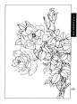 工笔画线描花卉画谱（月季篇）