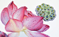 彩铅画荷花www.caibihui.com