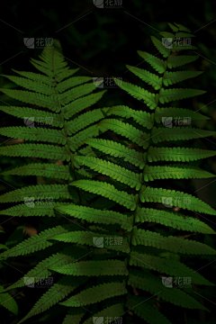 蕨类,黑色背景,纸牌,暗色,清新,热带气候,环境,目录,壁纸,枝繁叶茂