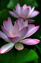 pink lotus flowers