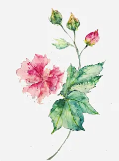 手绘木芙蓉免抠素材_新图网 https://ixintu.com 免扣 手绘 木芙蓉 芙蓉 装饰