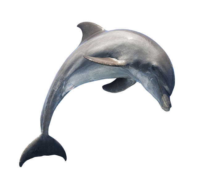 海豚 PNG (1).png