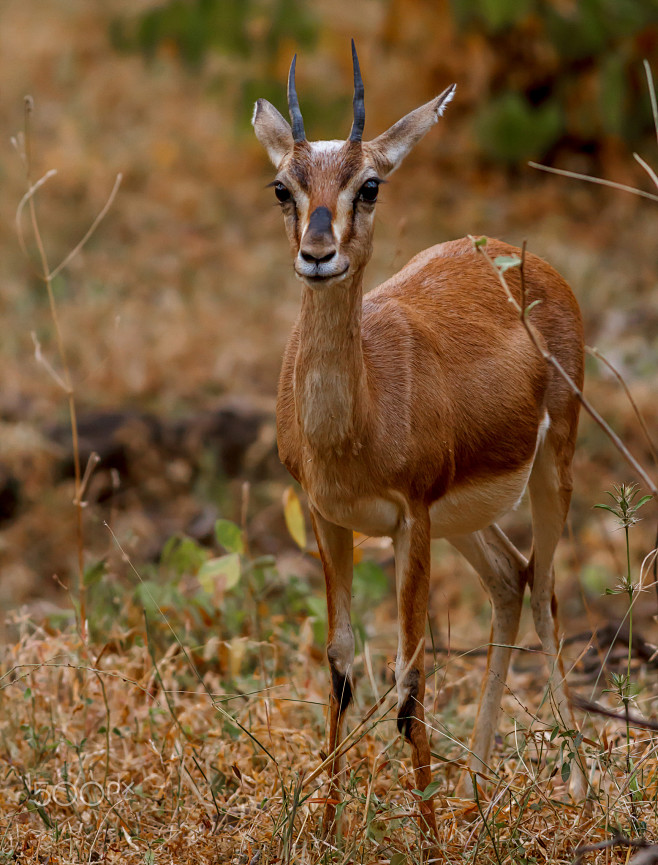 印度瞪羚
Indian-Gazelle ...