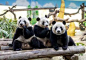 爸爸去哪儿2之熊猫三胞胎童话次 元大冒险_百度图片搜索