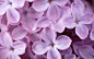  唯美意境淡雅紫色丁香花高清特写桌面壁纸(1920×1200)