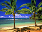 Beautiful Beach and Palms Wallpapers for Your Desktop